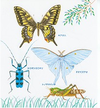 �J�u�g���Vp.15