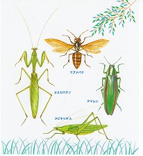 �J�u�g���Vp.17