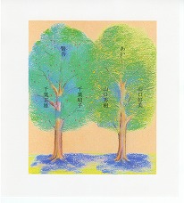 �E�G�f�B���Op.15